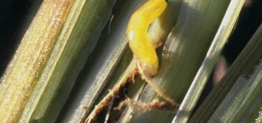 Larva Lalat bibit / lalat semai dewasa therigona oryzae Atherigona exigua