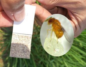 parasitoid trichogramma yang menghisap telur-telur lalat bibit penyebab sundep