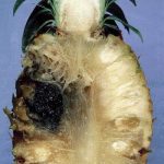 Busuk Pangkal Batang pada Nanas