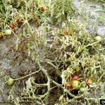 tomat yang terkena layu fusarium