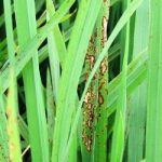 Penyakit Blast pada Padi