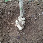 Penyakit Karat Tumor Pada Sengon