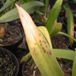 Gejala bercak daun pada anggrek akibat serangan jamur alteraria sp