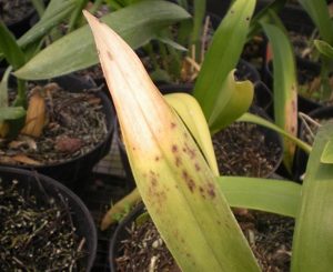 Gejala bercak daun pada anggrek akibat serangan jamur alteraria sp