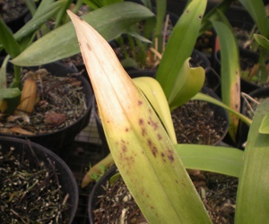 Gejala bercak daun pada anggrek akibat serangan jamur alteraria sp