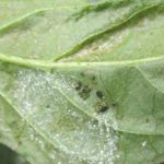 Hama Kutu Daun (Aphis gossypii) pada Cabai