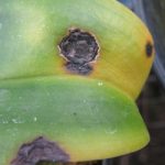 Gejala serangan antraknosa pada anggrek akibat cendawan Collectroticum gloeosporoides