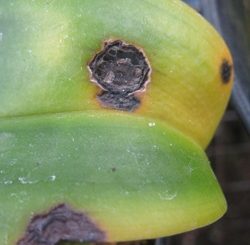 Gejala serangan antraknosa pada anggrek akibat cendawan Collectroticum gloeosporoides