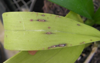 bercak daun cercospora pada anggrek
