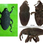 Kumbang Moncong - kutu gajah orchidopillus aterrimus