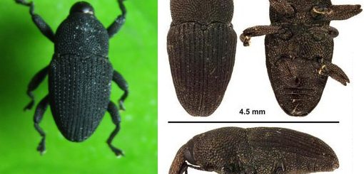 Kumbang Moncong - kutu gajah orchidopillus aterrimus