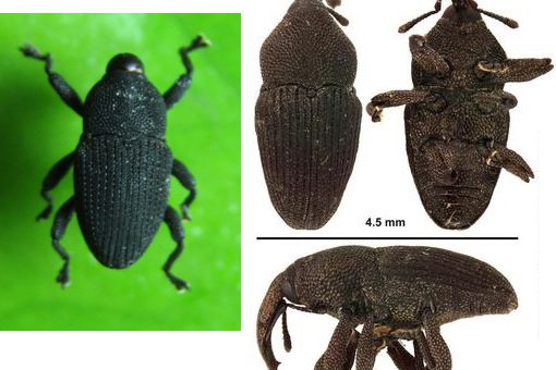 Kumbang Moncong - kutu gajah orchidopillus aterrimus