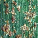 Hama kutu kuning - kutu coklat - Palratoria proteus