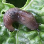 Siput setengah telanjang - Parmarion sp