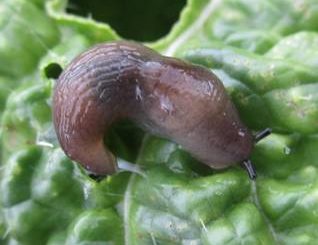 Siput setengah telanjang - Parmarion sp