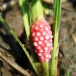 Telur keong mas yang menempel pada tanaman padi