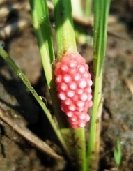 Telur keong mas yang menempel pada tanaman padi