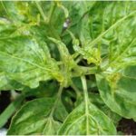 cabai terkna kutu daun - virus kerupuk