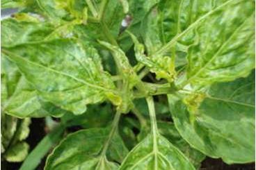 cabai terkna kutu daun - virus kerupuk