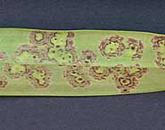 gejala bercak cercospora pada anggrek