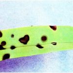 Penyakit Bercak Coklat pada Angggrek