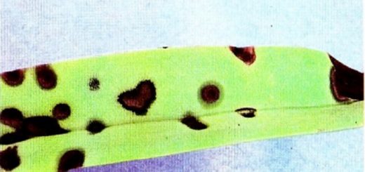 gejala bercak daun coklat sebagai akibat serangan Pseudomonas cattleyae