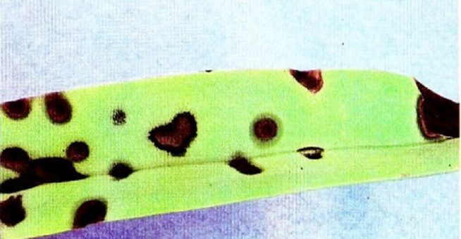 gejala bercak daun coklat sebagai akibat serangan Pseudomonas cattleyae