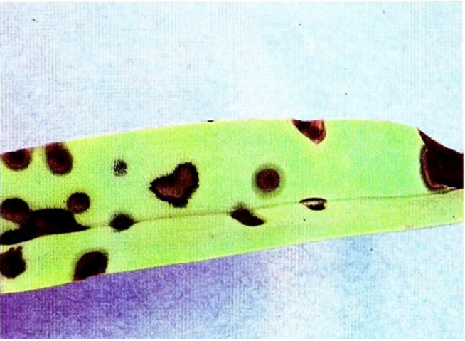 gejala bercak daun coklat sebagai akibat serangan Pseudomonas cattleyae