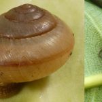 hama siput semak -Bradybaena similaris