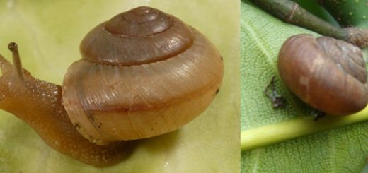 hama siput semak -Bradybaena similaris