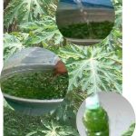 Pestida Nabati dari Ekstrak Daun Pepaya