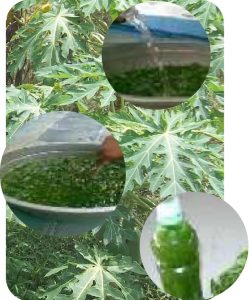 pestisida nabari dari daun pepaya