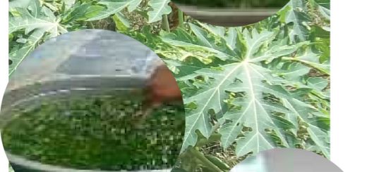 pestisida nabari dari daun pepaya