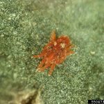 tungau merah - Tenuipalpus pacificus