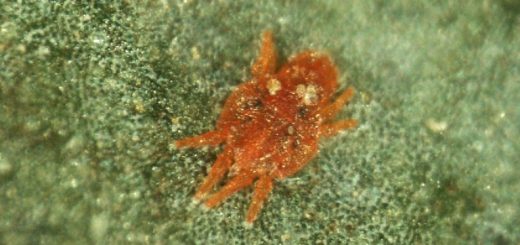 tungau merah - Tenuipalpus pacificus