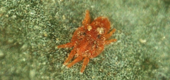 tungau merah - Tenuipalpus pacificus