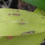 Penyakit Bercak Kuning Cercospora pada Anggrek