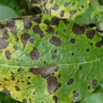 Penyakit Bercak Kering Alternaria Pada Tanaman Kentang