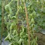 Penyakit Layu Fusarium pada Melon