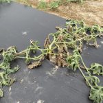 Gejala Layu pada semangka yang disbeabkan oleh penyakit fusarium.