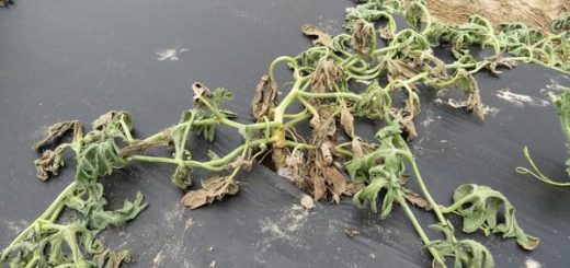 Gejala Layu pada semangka yang disbeabkan oleh penyakit fusarium.