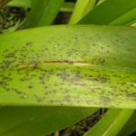 penyakit bercak daun curvularia pada anggrek