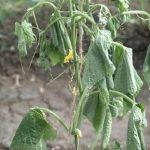 Gejala layu Fusarium Pada Ketimun/Mentimun