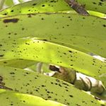 Penyakit Bercak Kuning Phyllosticta pada Anggrek