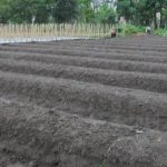 Pedoman Budidaya Buncis – Bag II – Persiapan lahan