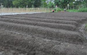 Persiapan lahan pada budidaya buncis