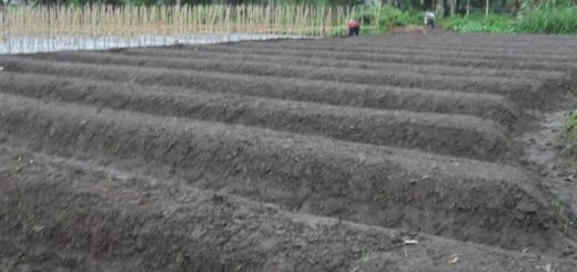 Persiapan lahan pada budidaya buncis