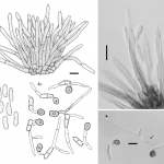 Penyakit Penyakit Bulai /Mosaik (Antraknosa) Pada Cabai