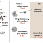 Penyakit Akar Gada / Akar Pekuk Pada Tanaman Kale/Kailan