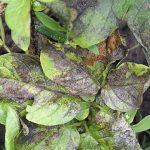 Penyakit Busuk Daun Pada Tanaman Kentang